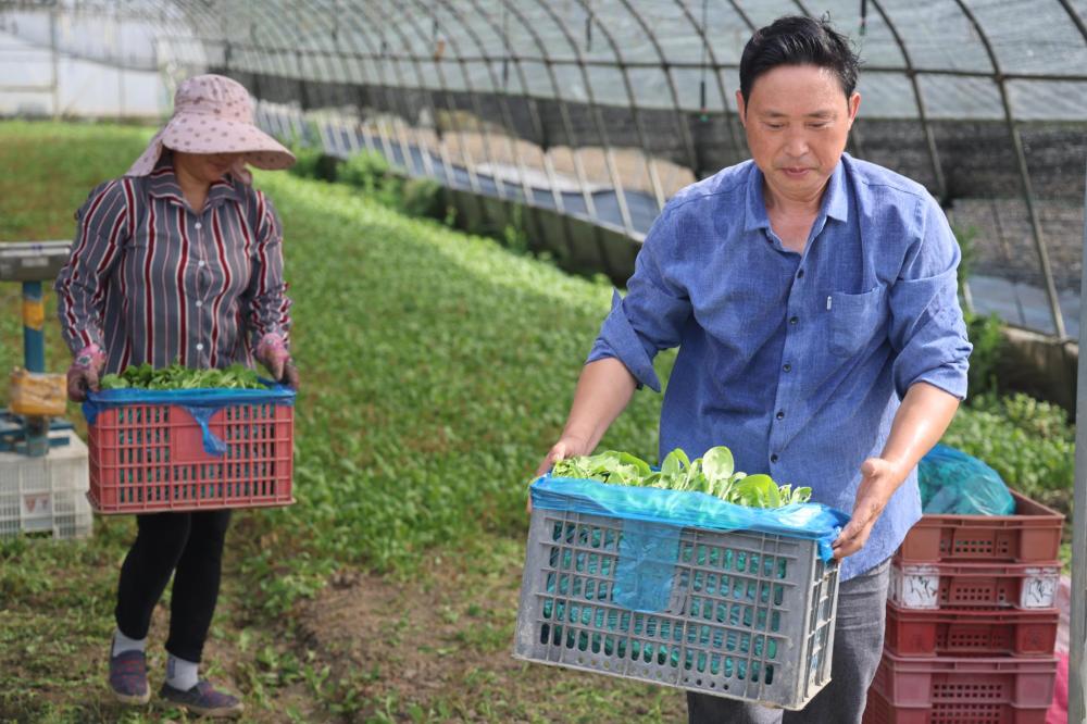 沪郊育苗基地全力保供.jpeg 沪郊育苗基地全力保供.jpeg