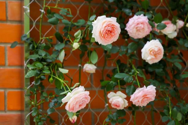 0307_144736_695.jpg 微信图片_2025-03-07_103711_610.jpg