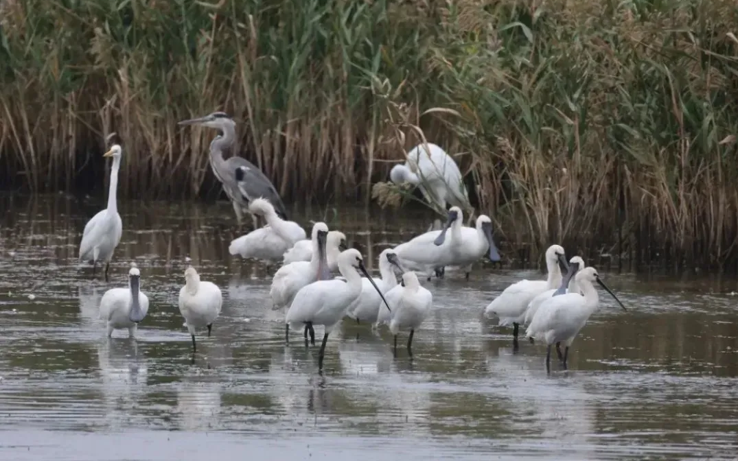 2024年上海市保护野生动物宣传月正式启动5.jpg 2024年上海市保护野生动物宣传月正式启动5.jpg