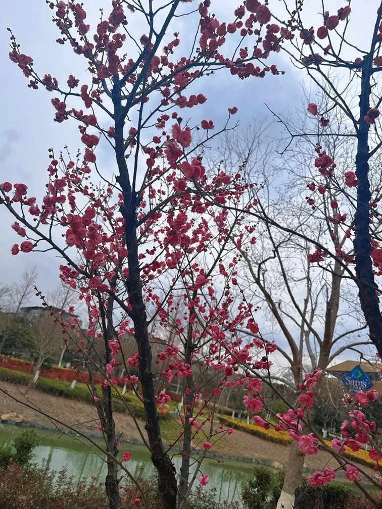 江南梅花季丨“梅”美与共!住在青浦花影中,盼君缓缓归矣 江南梅花季丨“梅”美与共!住在青浦花影中,盼君缓缓归矣