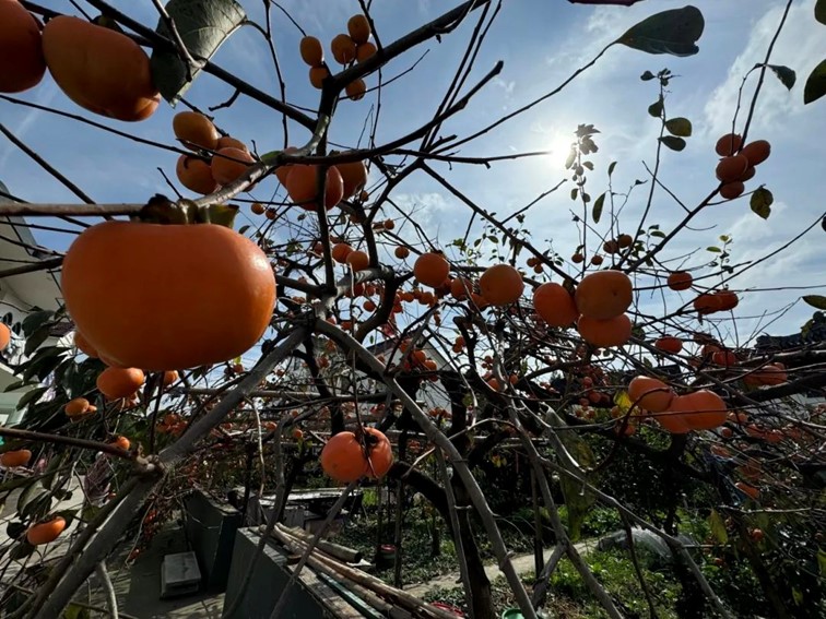 一二三四|青浦秋日疗愈系轻居,每一家都想住一遍…… 一二三四|青浦秋日疗愈系轻居,每一家都想住一遍……
