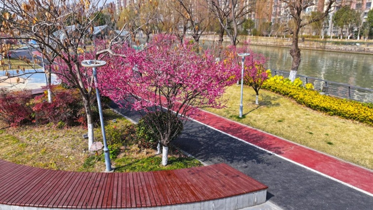 沪水畔,慢时光!梅花映水,到青浦赏梅品水 沪水畔,慢时光!梅花映水,到青浦赏梅品水