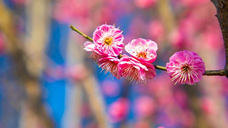 沪水畔,慢时光!梅花映水,到青浦赏梅品水 沪水畔,慢时光!梅花映水,到青浦赏梅品水