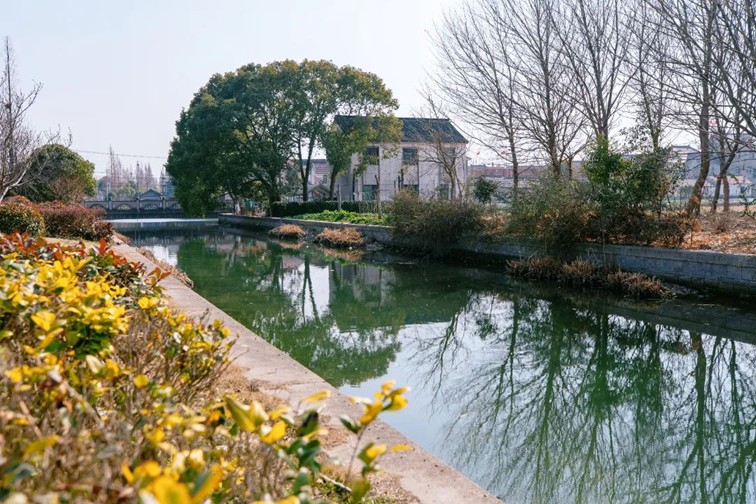 江南春景水一半,12处小流域绘青浦生态美域 江南春景水一半,12处小流域绘青浦生态美域