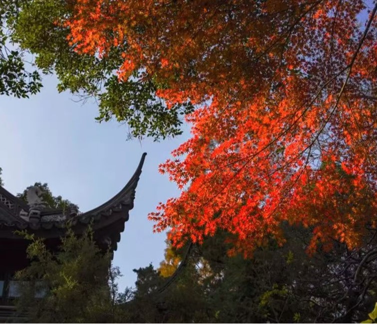 年底前免费！乘微度假巴士游青浦，每一站都有惊喜！