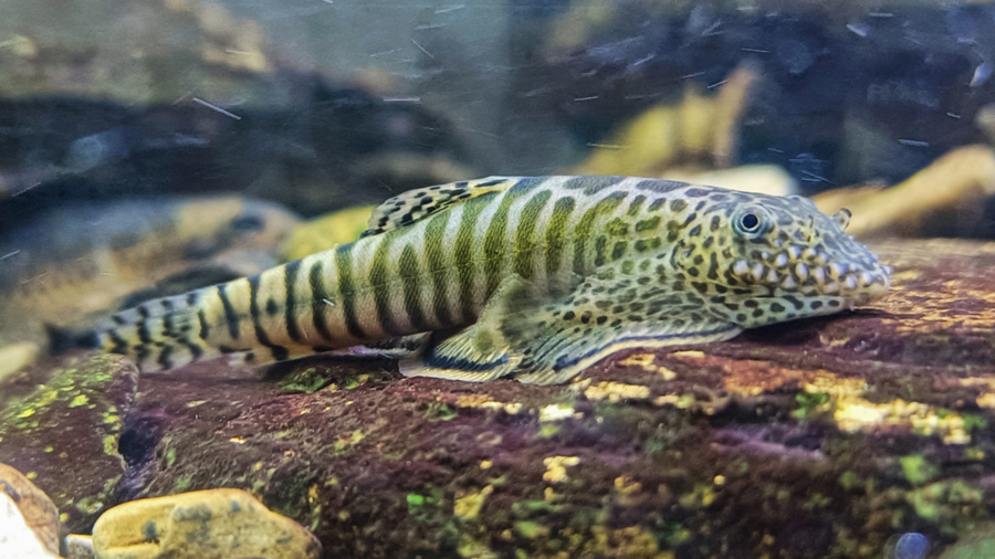 珠鳍爬岩鳅。 均 资料图片.jpg 珠鳍爬岩鳅。 均 资料图片.jpg