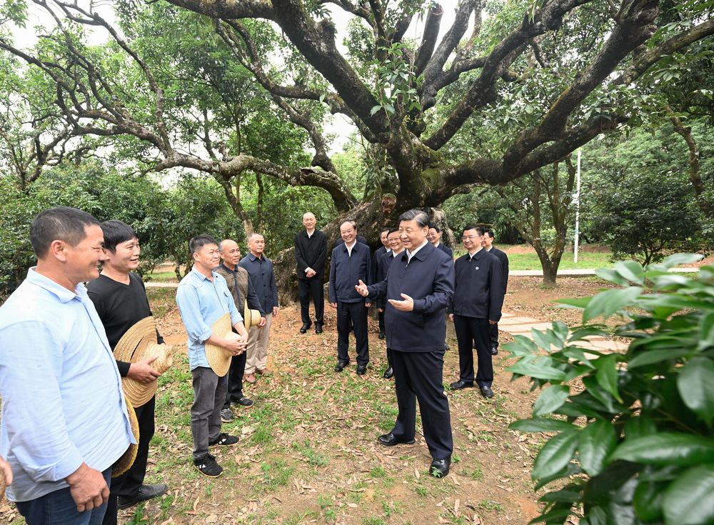 11日下午,习近平在茂名高州市根子镇柏桥村荔枝种植园,同现场技术人员亲切交流。.jpeg 11日下午,习近平在茂名高州市根子镇柏桥村荔枝种植园,同现场技术人员亲切交流。.jpeg
