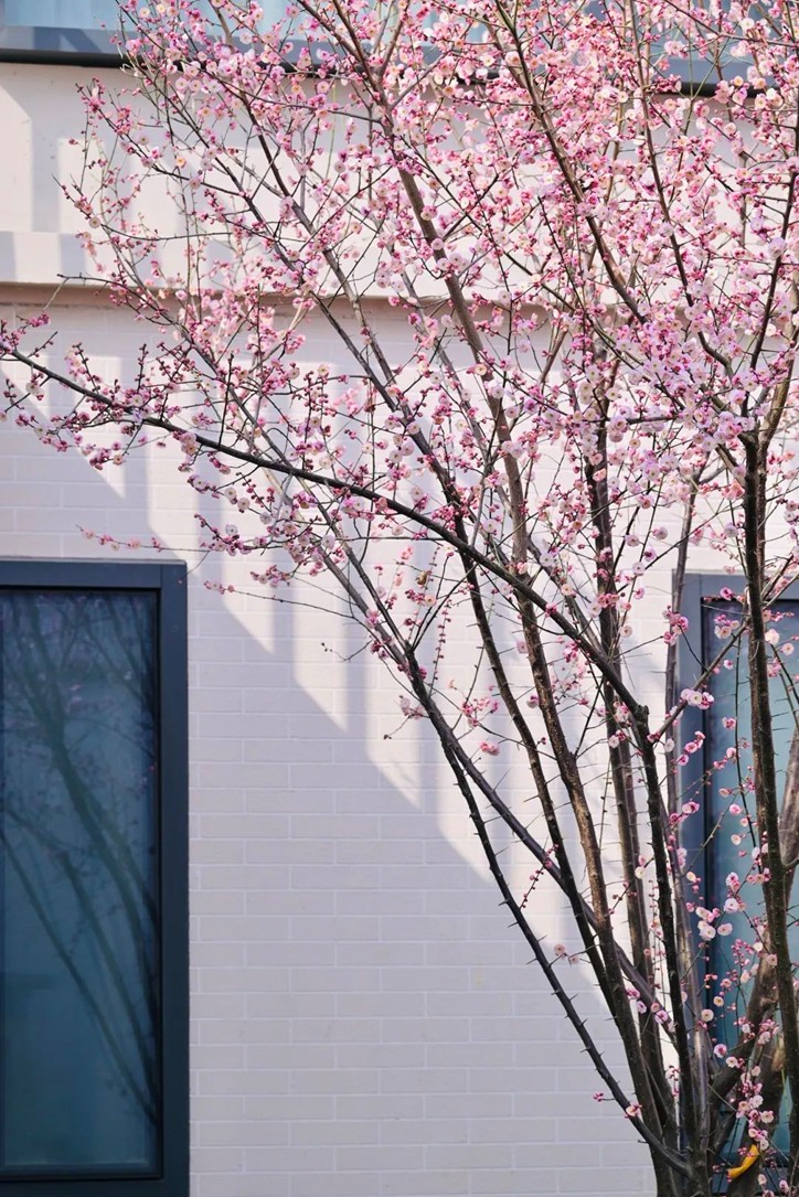 江南梅花季丨“梅”美与共!住在青浦花影中,盼君缓缓归矣 江南梅花季丨“梅”美与共!住在青浦花影中,盼君缓缓归矣