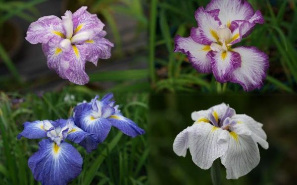 IMG_1700 拷贝.jpg IMG_1700 拷贝.jpg