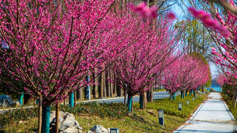 沪水畔,慢时光!梅花映水,到青浦赏梅品水 沪水畔,慢时光!梅花映水,到青浦赏梅品水