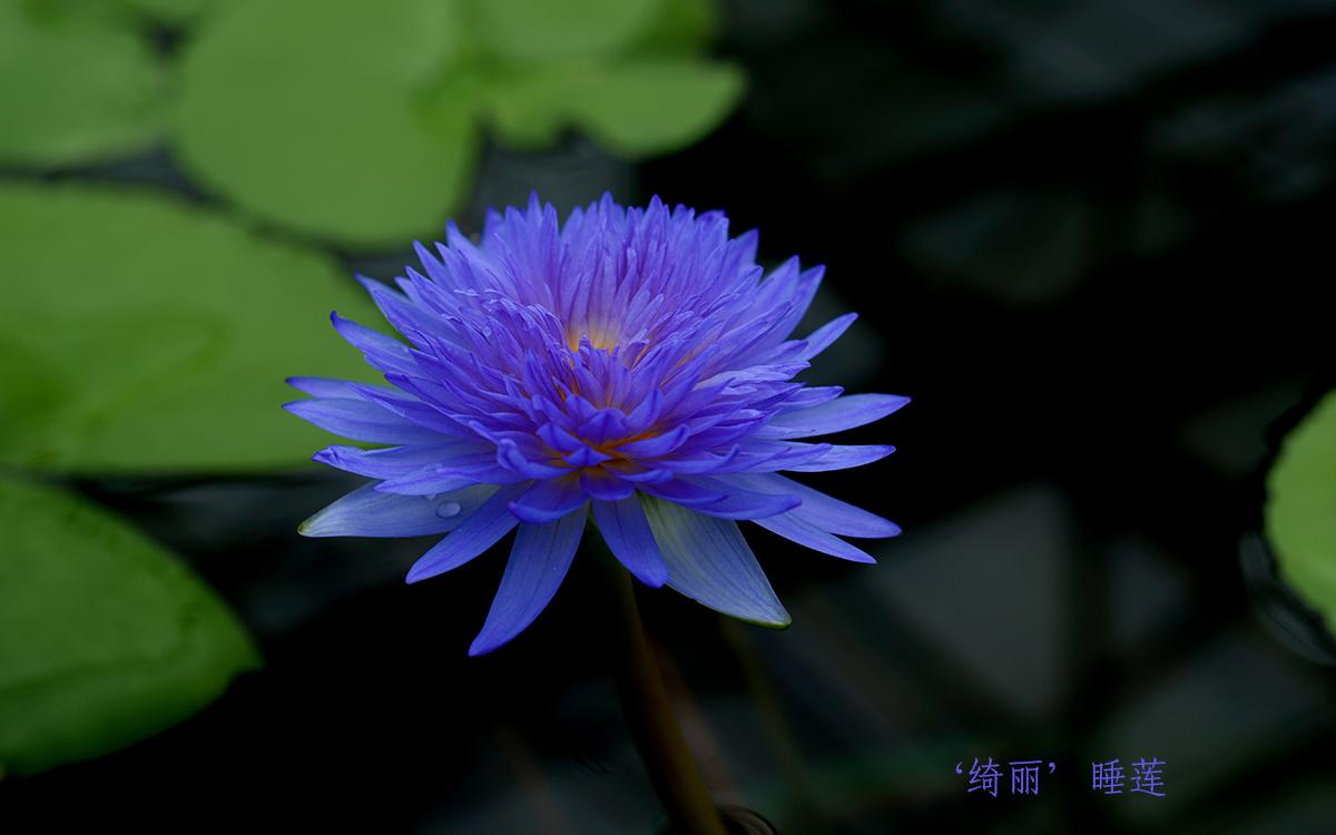 04、‘绮丽’睡莲.jpg 04、‘绮丽’睡莲.jpg