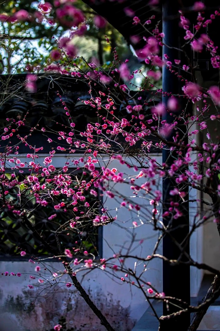 江南梅花季丨开往春天的列车已上线!抓紧冲,青浦梅花已绽放80%! 江南梅花季丨开往春天的列车已上线!抓紧冲,青浦梅花已绽放80%!