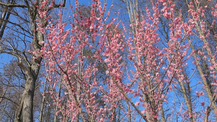 沪水畔,慢时光!梅花映水,到青浦赏梅品水 沪水畔,慢时光!梅花映水,到青浦赏梅品水