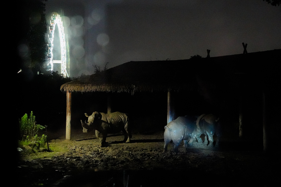 昏暗的灯光下，犀牛悠闲散步。 陈玺撼 摄.jpg