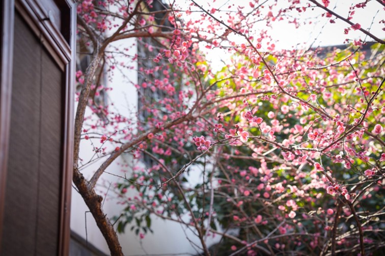江南梅花季丨“梅”美与共!住在青浦花影中,盼君缓缓归矣 江南梅花季丨“梅”美与共!住在青浦花影中,盼君缓缓归矣