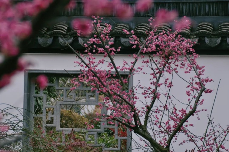 江南梅花季丨开往春天的列车已上线!抓紧冲,青浦梅花已绽放80%! 江南梅花季丨开往春天的列车已上线!抓紧冲,青浦梅花已绽放80%!