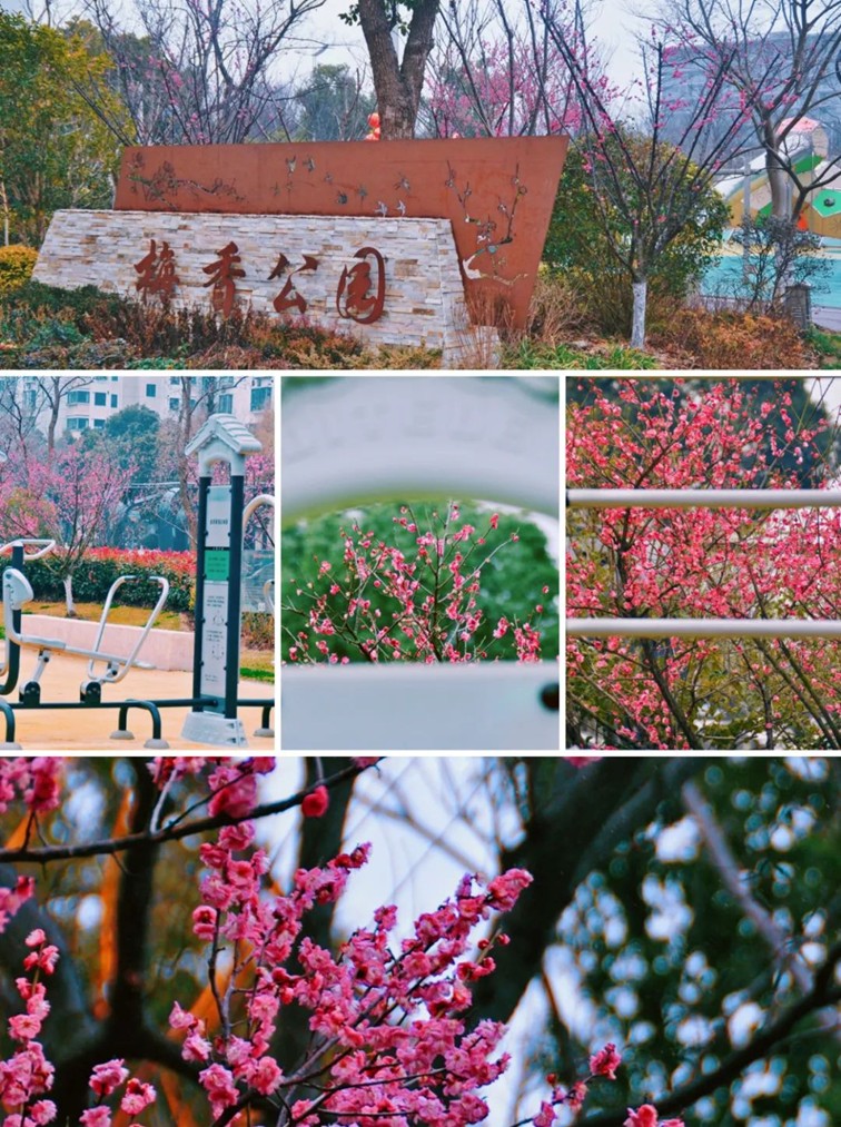 江南梅花季丨开往春天的列车已上线!抓紧冲,青浦梅花已绽放80%! 江南梅花季丨开往春天的列车已上线!抓紧冲,青浦梅花已绽放80%!