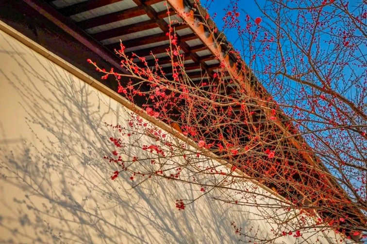 江南梅花季丨开往春天的列车已上线!抓紧冲,青浦梅花已绽放80%! 江南梅花季丨开往春天的列车已上线!抓紧冲,青浦梅花已绽放80%!