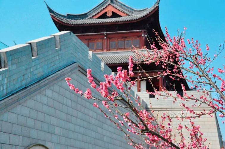 江南梅花季丨开往春天的列车已上线!抓紧冲,青浦梅花已绽放80%! 江南梅花季丨开往春天的列车已上线!抓紧冲,青浦梅花已绽放80%!