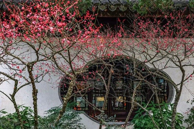 江南梅花季丨开往春天的列车已上线!抓紧冲,青浦梅花已绽放80%! 江南梅花季丨开往春天的列车已上线!抓紧冲,青浦梅花已绽放80%!