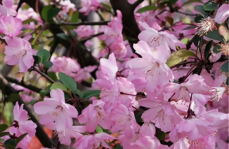 春日必逛!来青浦公园里放飞童年,收获满满治愈力 春日必逛!来青浦公园里放飞童年,收获满满治愈力