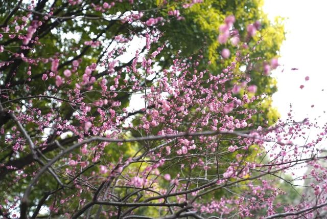 0227_102931_581.jpg 微信图片_2025-02-27_102921_507.png