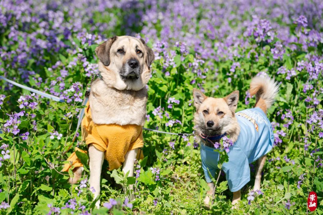 春风如贵客164.png 春风如贵客164.png