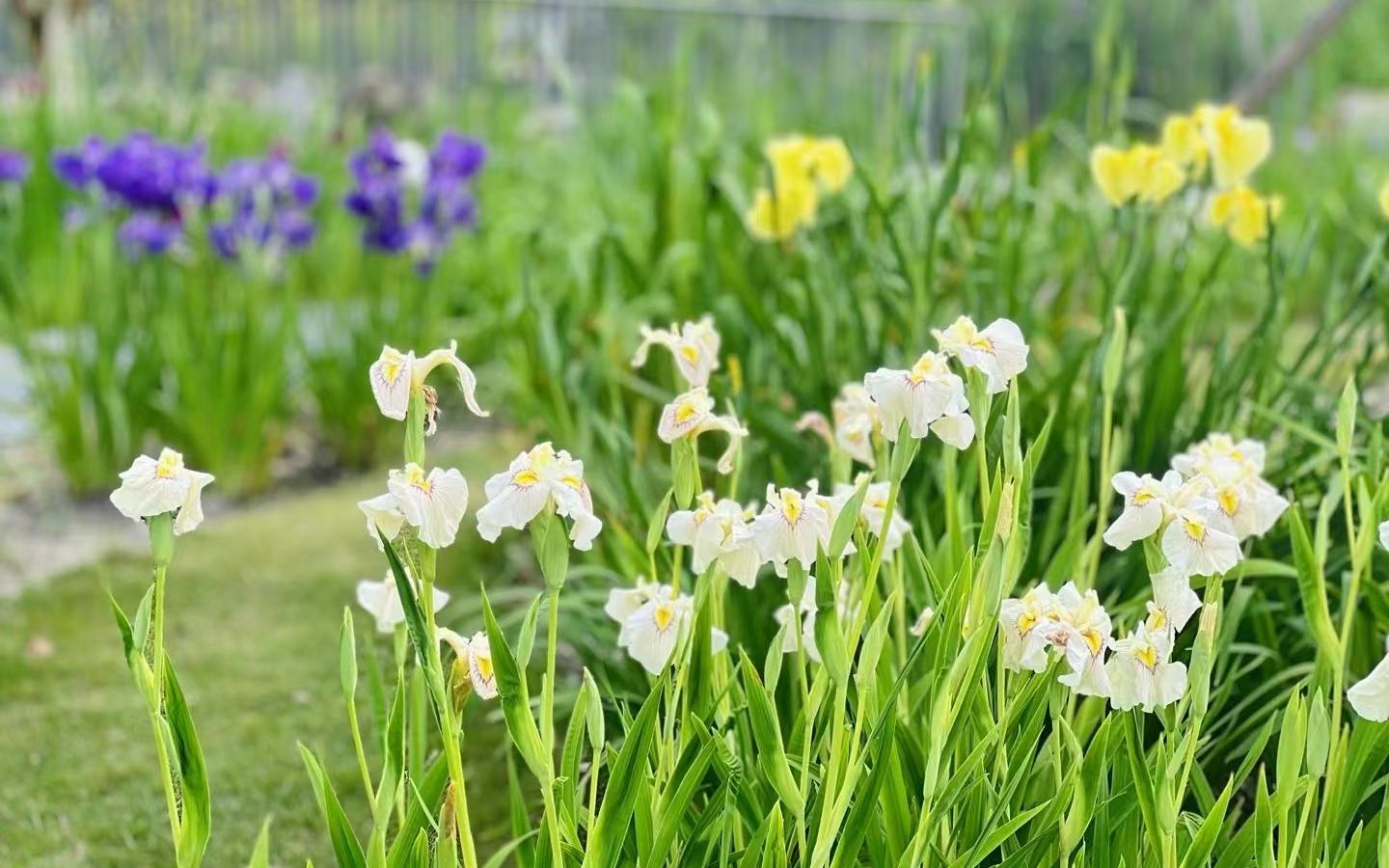 植物园鸢尾园3.jpg 植物园鸢尾园3.jpg