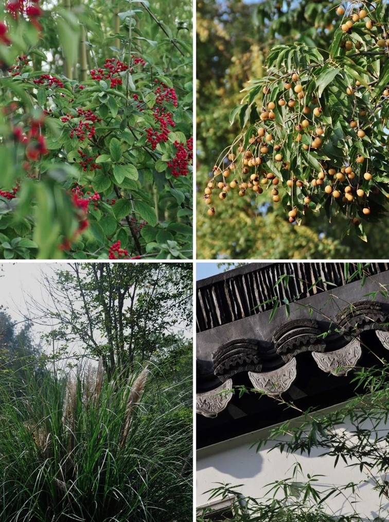 寒风乍起,秋意正浓,你想要的绝色秋光就藏在青浦! 寒风乍起,秋意正浓,你想要的绝色秋光就藏在青浦!