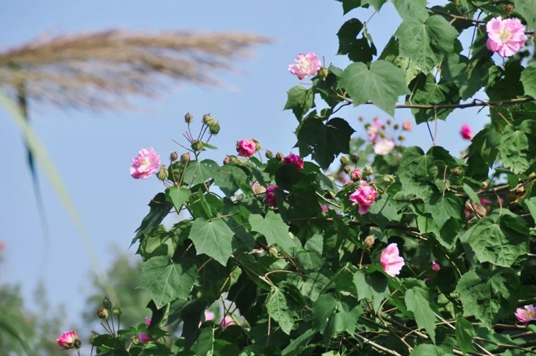 寒风乍起,秋意正浓,你想要的绝色秋光就藏在青浦! 寒风乍起,秋意正浓,你想要的绝色秋光就藏在青浦!