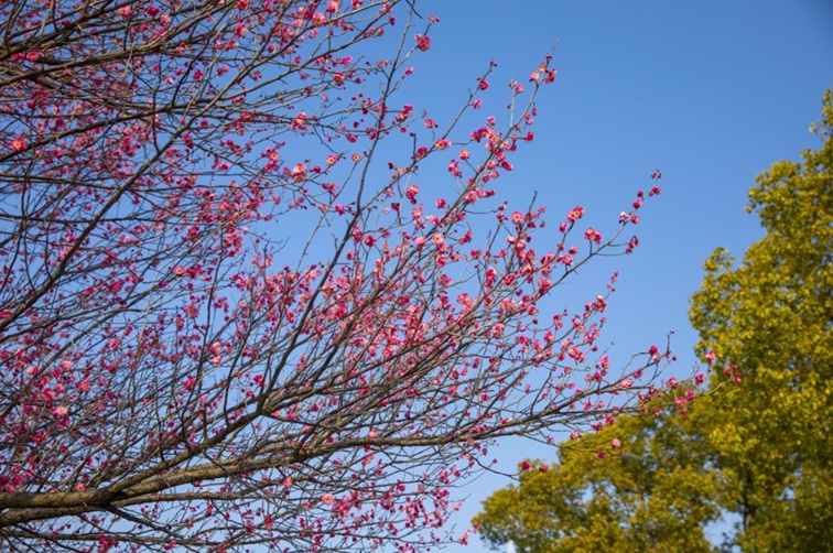 沪水畔,慢时光!梅花映水,到青浦赏梅品水 沪水畔,慢时光!梅花映水,到青浦赏梅品水