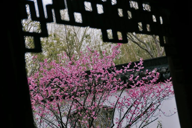 江南梅花季丨开往春天的列车已上线!抓紧冲,青浦梅花已绽放80%! 江南梅花季丨开往春天的列车已上线!抓紧冲,青浦梅花已绽放80%!