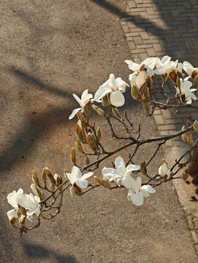 0304_101119_641.jpg 微信图片_2025-03-04_101222_148.jpg