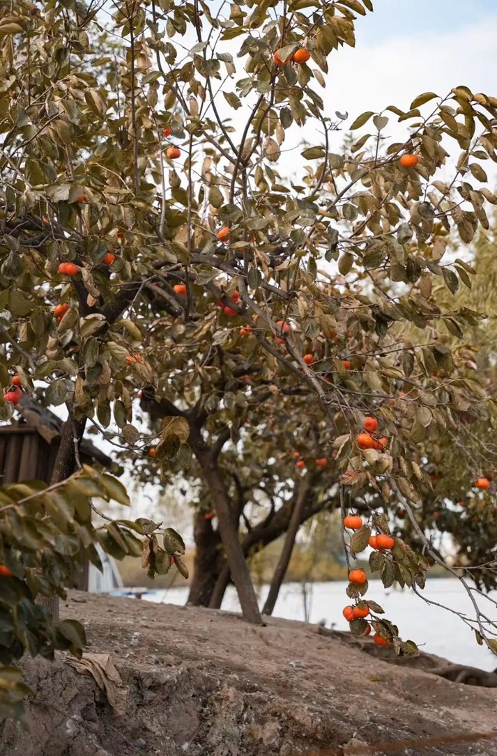 柿子熟了,快来青浦邂逅最“甜蜜”的秋!再不来就要等一年了! 柿子熟了,快来青浦邂逅最“甜蜜”的秋!再不来就要等一年了!