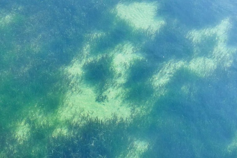 江南春景水一半,12处小流域绘青浦生态美域 江南春景水一半,12处小流域绘青浦生态美域