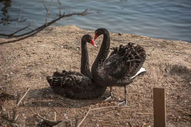 柿子熟了,快来青浦邂逅最“甜蜜”的秋!再不来就要等一年了! 柿子熟了,快来青浦邂逅最“甜蜜”的秋!再不来就要等一年了!