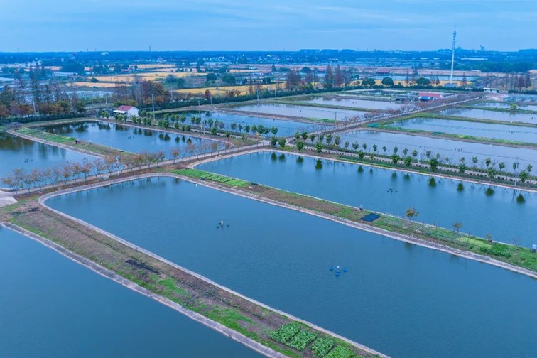江南春景水一半,12处小流域绘青浦生态美域 江南春景水一半,12处小流域绘青浦生态美域