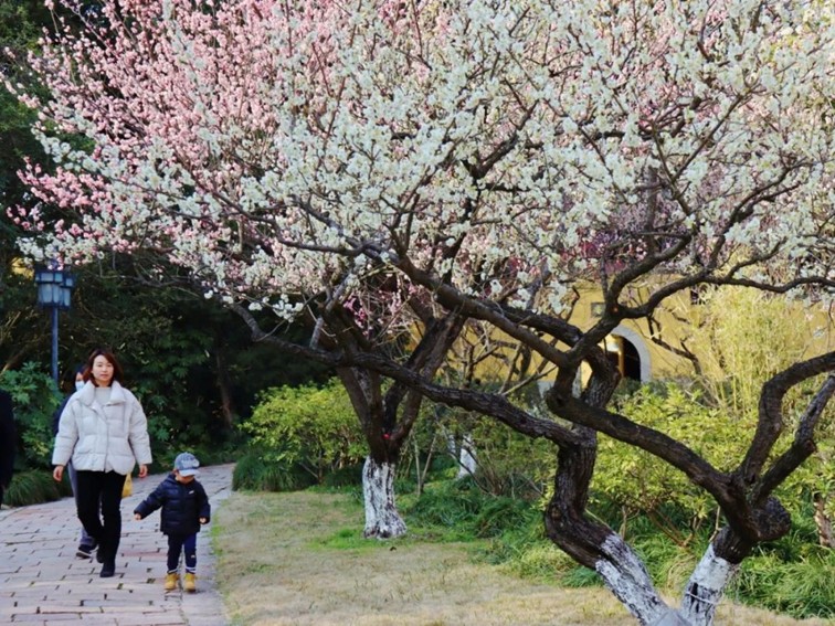 江南梅花季丨开往春天的列车已上线!抓紧冲,青浦梅花已绽放80%! 江南梅花季丨开往春天的列车已上线!抓紧冲,青浦梅花已绽放80%!