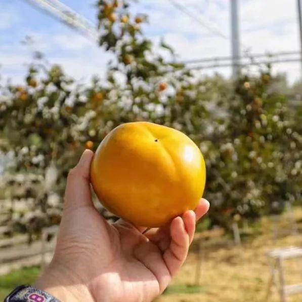 柿子熟了,快来青浦邂逅最“甜蜜”的秋!再不来就要等一年了! 柿子熟了,快来青浦邂逅最“甜蜜”的秋!再不来就要等一年了!