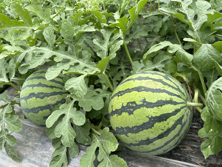 西瓜也有了“身份证”.jpeg 西瓜也有了“身份证”.jpeg