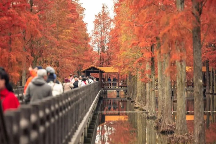 跟着半马游青浦|收藏!带你玩转线路周边吃喝玩乐全攻略! 跟着半马游青浦|收藏!带你玩转线路周边吃喝玩乐全攻略!