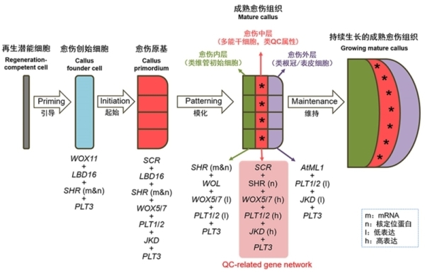 分子植物卓越中心解析愈伤组织中多能干细胞的发育轨迹