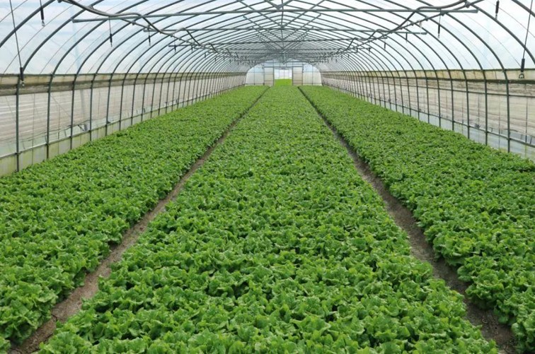 入选“国”字号!这几种青浦特色农产品,每一款都超赞~ 入选“国”字号!这几种青浦特色农产品,每一款都超赞~