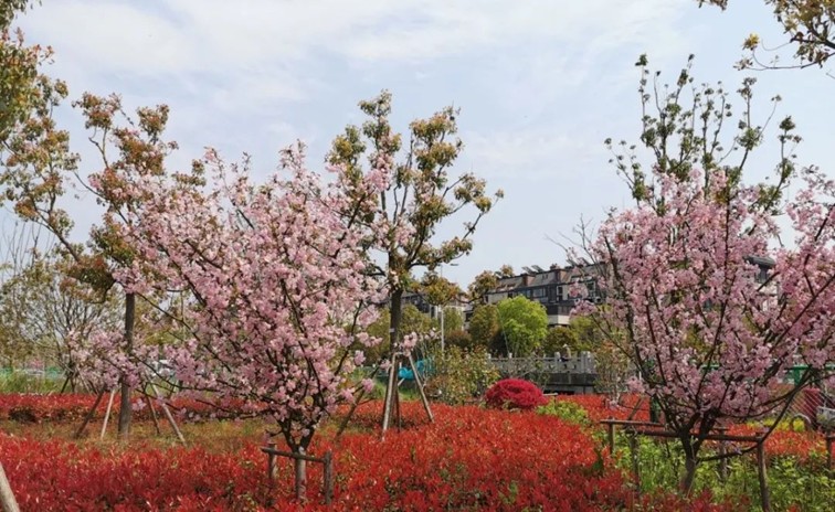春日必逛!来青浦公园里放飞童年,收获满满治愈力 春日必逛!来青浦公园里放飞童年,收获满满治愈力