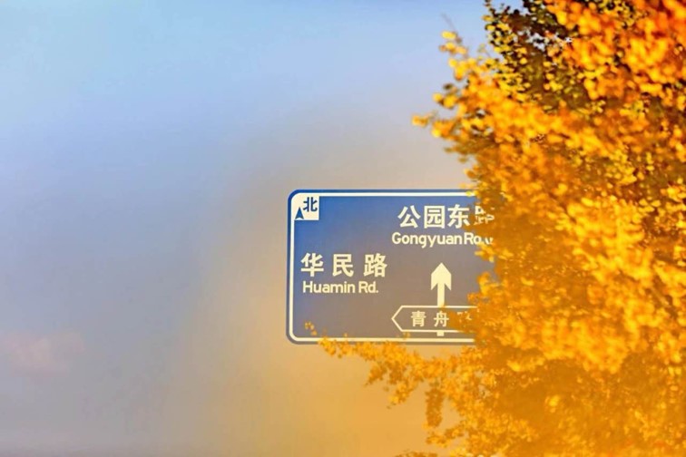 银杏落金,青浦迎来了年度“最闪亮”时刻! 银杏落金,青浦迎来了年度“最闪亮”时刻!