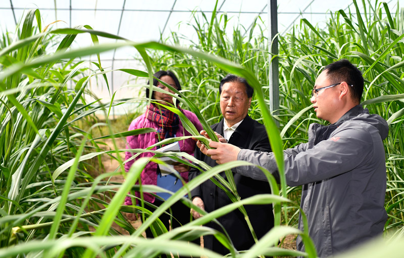 菌草专家林占熺(中)在宁夏银川市永宁县闽宁镇农户刘昌富的大棚里查看菌草生长情况(2021年3月29日摄)。.jpg 菌草专家林占熺(中)在宁夏银川市永宁县闽宁镇农户刘昌富的大棚里查看菌草生长情况(2021年3月29日摄)。.jpg
