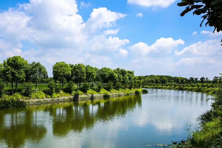 江南春景水一半,12处小流域绘青浦生态美域 江南春景水一半,12处小流域绘青浦生态美域