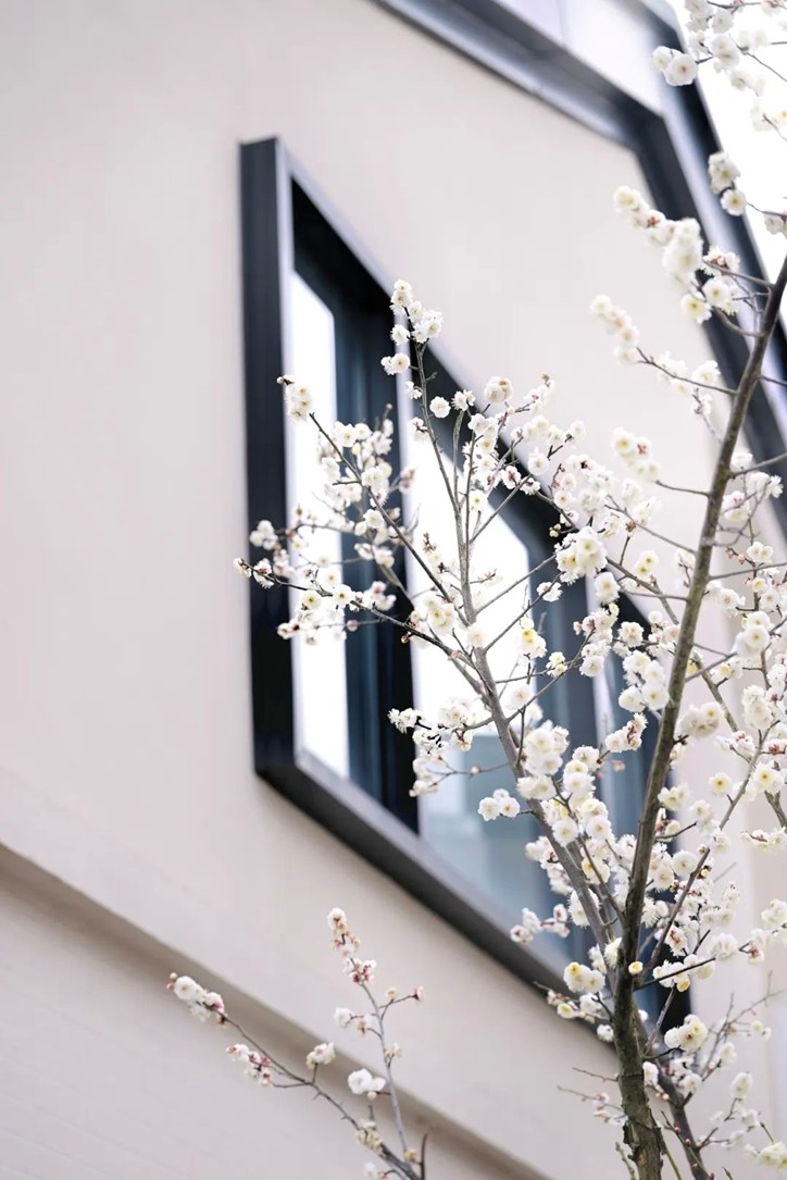 江南梅花季丨“梅”美与共!住在青浦花影中,盼君缓缓归矣 江南梅花季丨“梅”美与共!住在青浦花影中,盼君缓缓归矣