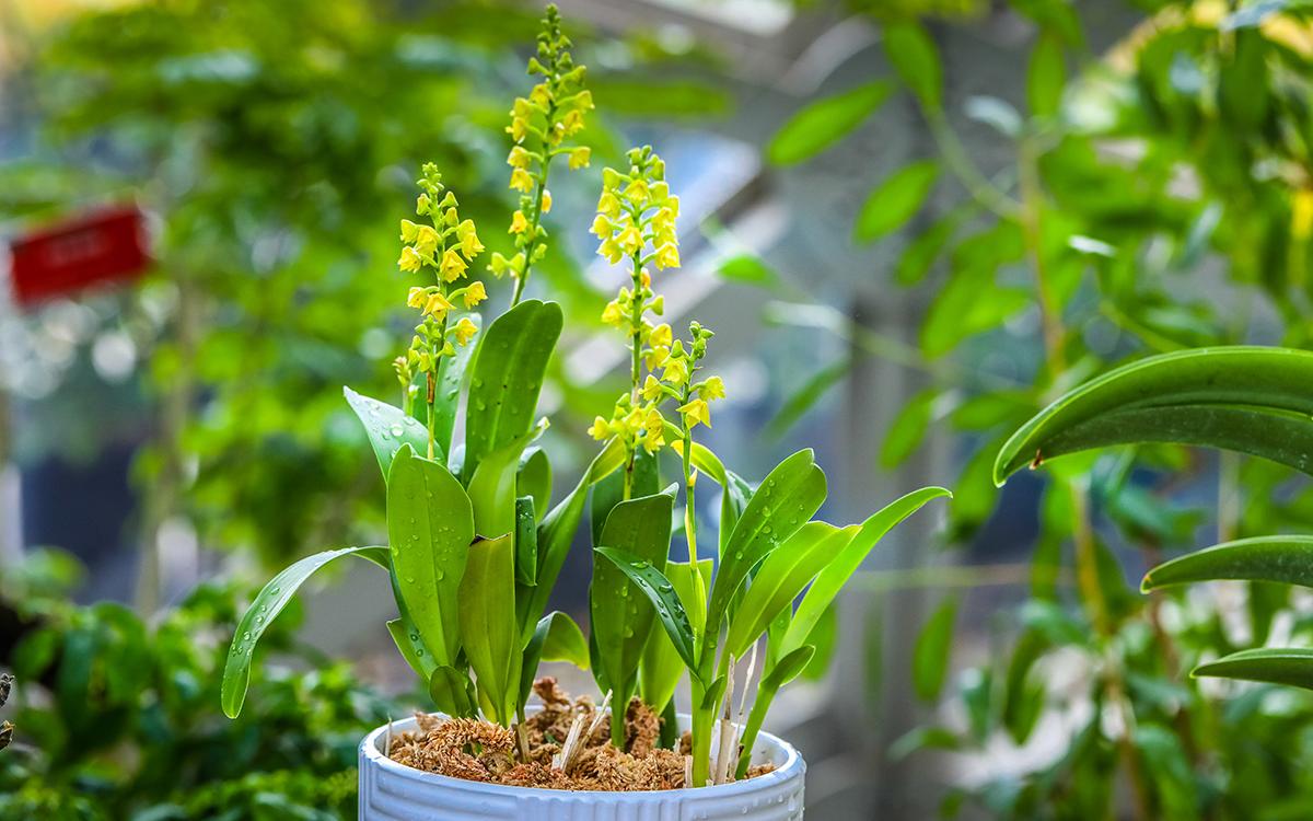 辰山植物园自主培育的[丹尼尔]‘中非传馨’多穗兰Polystachya DANIEL ('SAJVOL Chamber')  (2).jpg