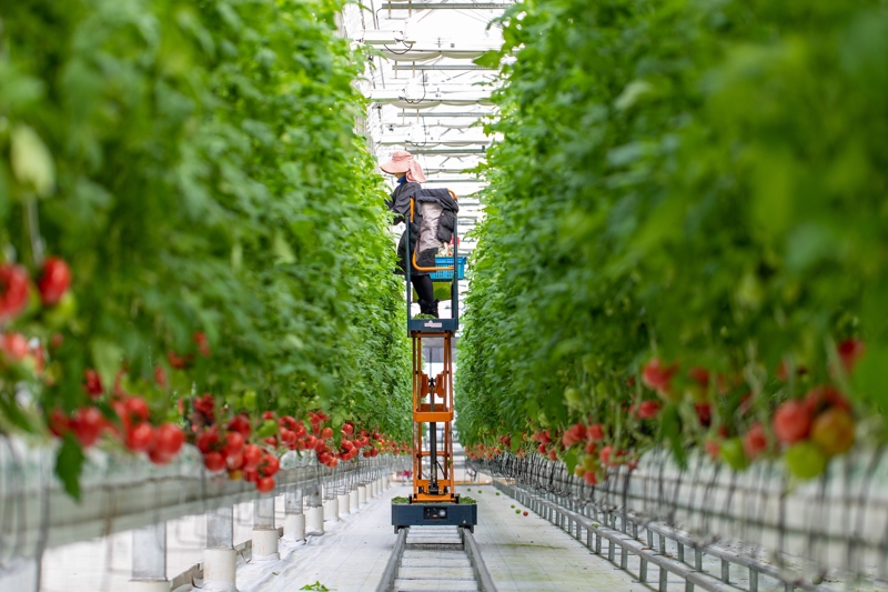 在沪郊农场果园 可以看到一幕幕充满科技感的场景 智慧农业深度实施 科技创新+应用场景:上海农业进入新赛道